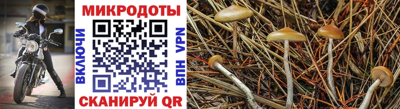 Галлюциногенные грибы прущие грибы  Сычёвка 